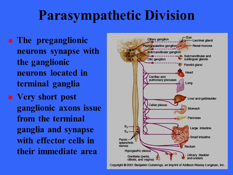 Parasympathetic Division The  preganglionic neurons synapse with the ganglionic neurons located in terminal